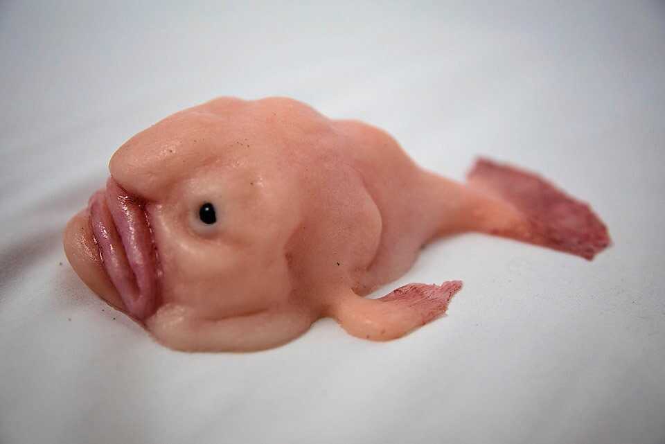 🐟Blobfish silica gel replica