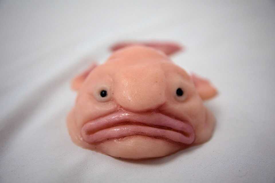 🐟Blobfish silica gel replica