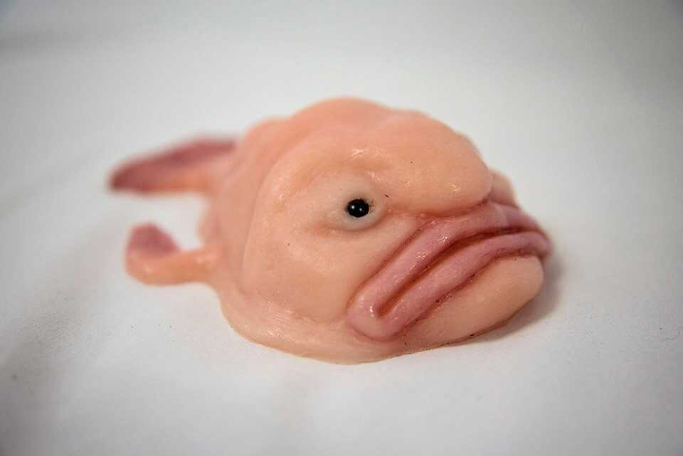 🐟Blobfish silica gel replica