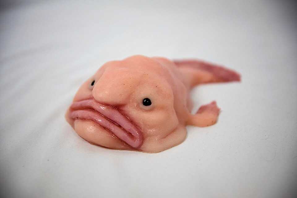 🐟Blobfish silica gel replica