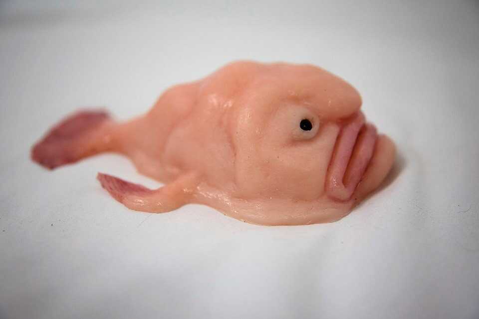 🐟Blobfish silica gel replica